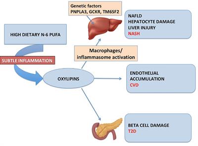 Frontiers | The role of oxidized lipid species in insulin resistance